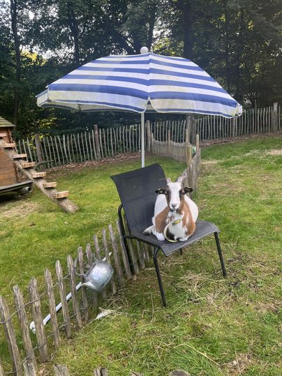 Une chèvre est assise sur une chaise sous un parasol. En arrière-plan, une maison en bois et une prairie clôturée sont visibles.
