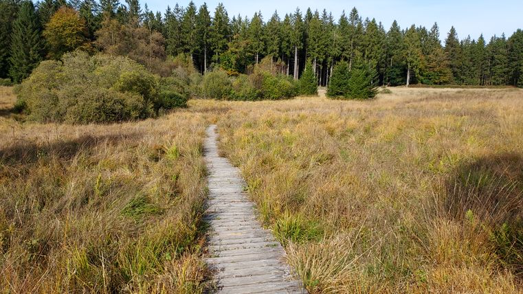 A wooden walkway leads through a meadow landscape with trees in the background.