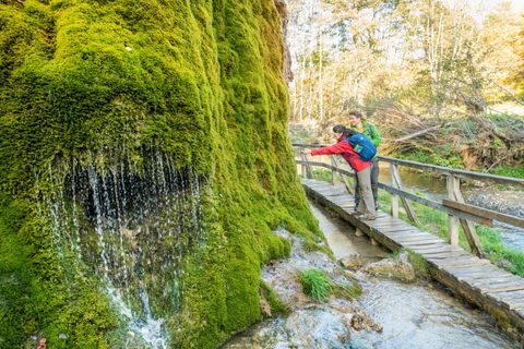 Un randonneur se tient sur une passerelle en bois à côté d'un rocher couvert de mousse avec de l'eau en mouvement. En arrière-plan, on peut voir une forêt baignée d'une lumière douce.