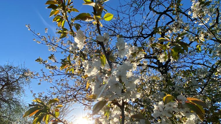 Un arbre en fleur avec des fleurs blanches devant un ciel bleu clair. Le soleil brille à travers les branches et crée une ambiance lumineuse et joyeuse.