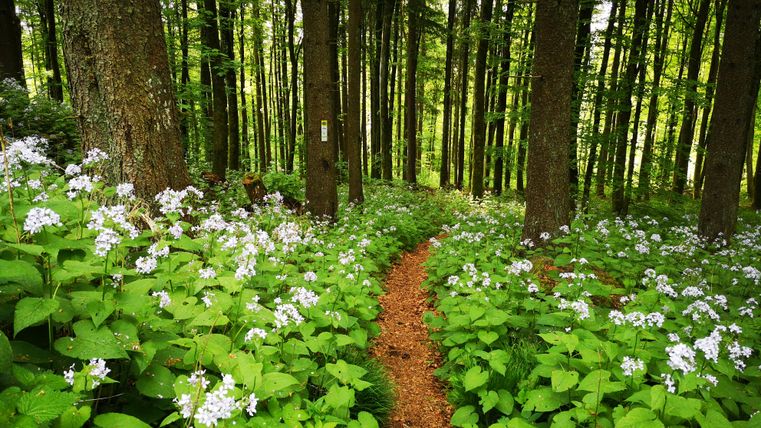 A narrow forest path leads through blooming moon violets in the forest.