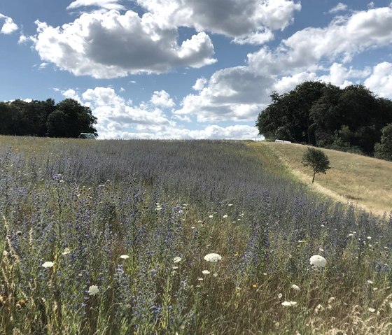 Wendelinusweg flower meadow, © GesundLand Vulkaneifel