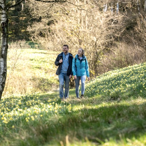 Wandern zu den Narzissen der Eifel, © Städteregion Aachen, Dominik Ketz