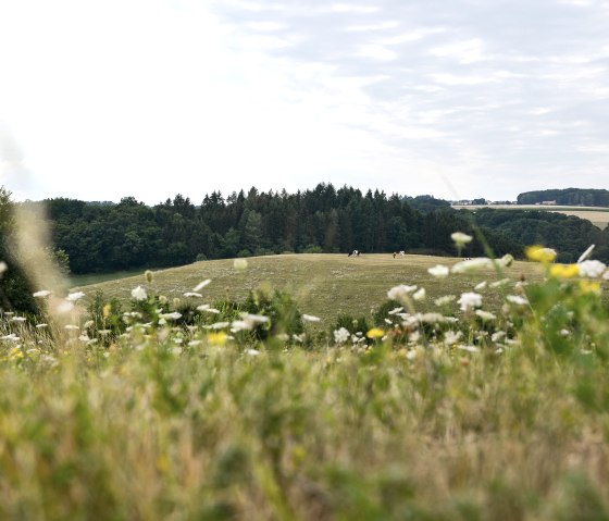 Flower meadow in the foreground, meadows and woods behind. Cows graze in the pasture, the sky is cloudy. Beautiful view on the Bitburger LandGang., © TI Bitburger Land