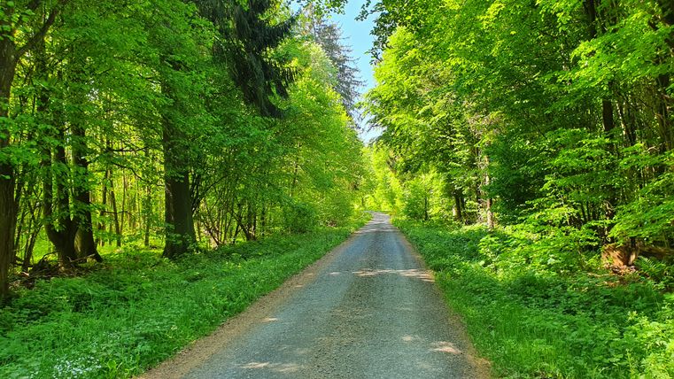 Ein schmaler Waldweg, umgeben von dichtem, grünem Laub und Bäumen, unter einem klaren blauen Himmel.