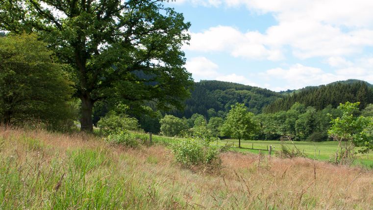 Landschap in de Eifel met weiden, bomen en heuvels onder een blauwe lucht.