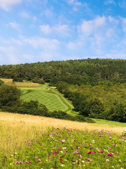 Une vaste prairie avec des fleurs colorées et des collines douces en arrière-plan. Le ciel est clair et bleu, et le paysage est vert et luxuriant.