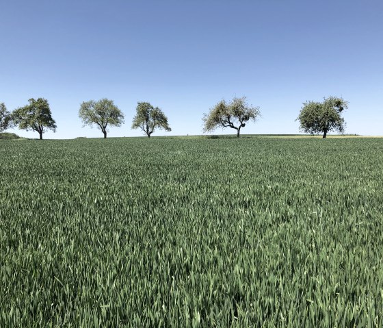 Bitburger field and meadow tour, © Tourist-Information Bitburger Land