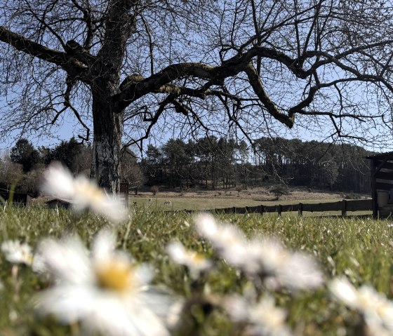 Frühling am Chalet
