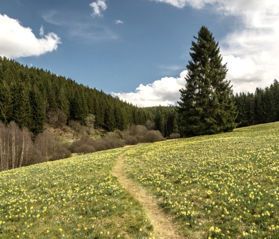 Wilde Narzissen in der Eifel, © Eifel Tourismus GmbH, Dominik Ketz