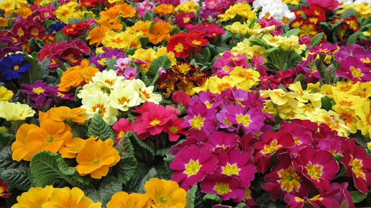 Un champ de fleurs coloré avec de nombreuses primevères de différentes couleurs. Les couleurs vont du jaune à l'orange, en passant par le rose et le bleu.