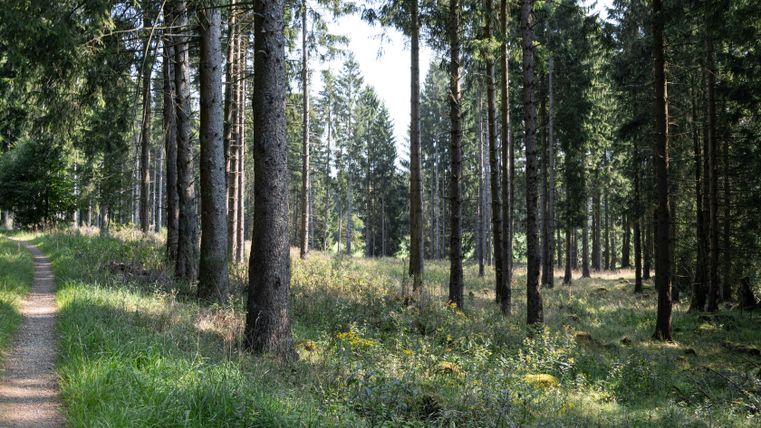 Un chemin forestier traverse une clairière dans la forêt avec de grands arbres et un sous-bois vert.