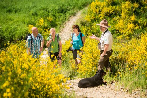 A group of hikers stands on a path surrounded by yellow flowers. A guide is explaining something while a dog sits next to him.