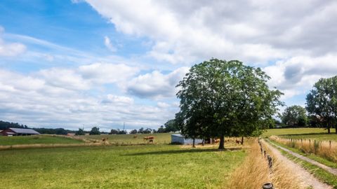 Landscape with meadows, trees and a country lane under a blue sky with clouds.