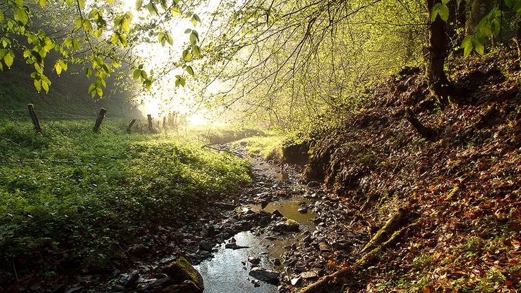 Un petit ruisseau coule à travers une zone boisée, entouré de feuillages verts et de la lumière du soleil qui brille à travers les arbres.