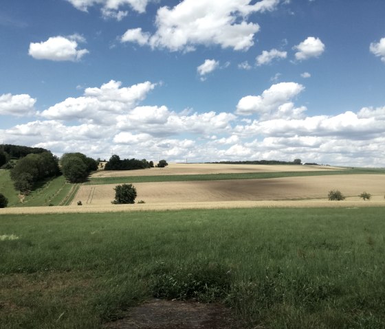 Weitblick über grüne und goldene Felder, Bäume am Horizont, blauer Himmel mit weißen Wolken., © Tourist-Information Bitburger Land