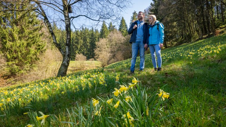 Ein Paar wandert durch eine sonnige Wiese mit gelb blühenden Narzissen, umgeben von Bäumen und Waldhängen.