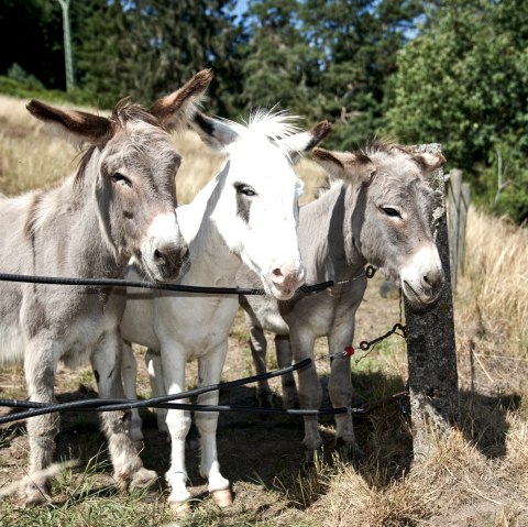 Ezel Ferdi, Hugo en Filou, © Foto Nieder Daun