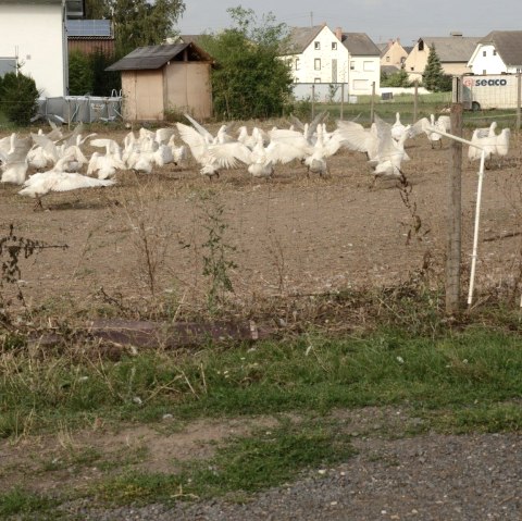 Ganzen