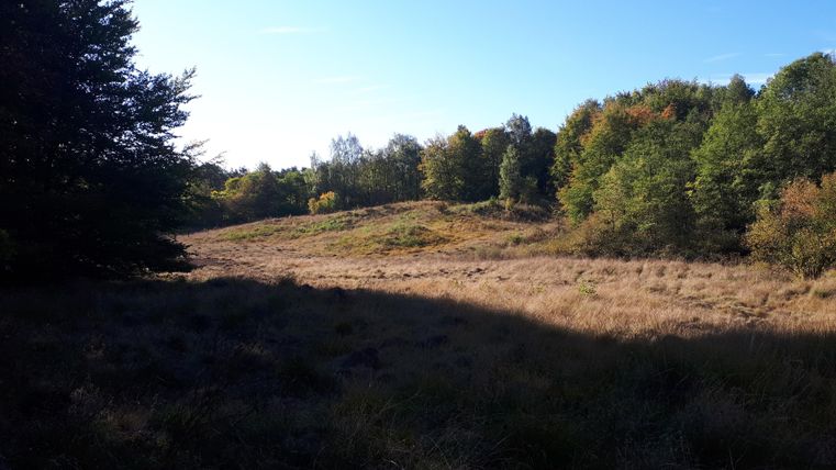 Een uitgestrekt weiland met hoge grassen en afzonderlijke bomen op de achtergrond. De kleuren van de bladeren tonen de herfst en de lucht is helder en blauw.
