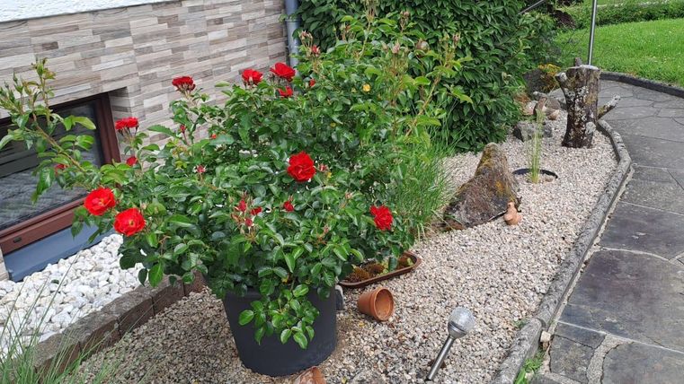 A beautiful garden with red roses in a flower pot. The path is surrounded by gravel and leads to a modern house.