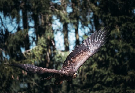 Steenarend bij het Hellenthal roofvogelcentrum, © Johannes Höhn