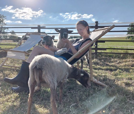 Knuffelen met schapen, © Die-Rote-16