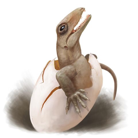 Ein Dinosaurier, der gerade aus einem Ei schlüpft. Er hat einen langen Schwanz und scharfe Zähne.