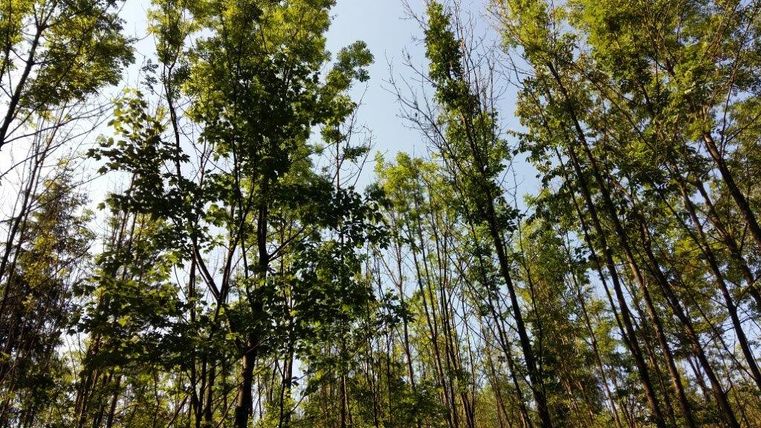 Blick auf hohe Bäume mit grünem Laub und blauem Himmel im Hintergrund.
