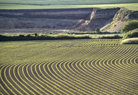 Aardappelveld, © Kappest/VG Pellenz