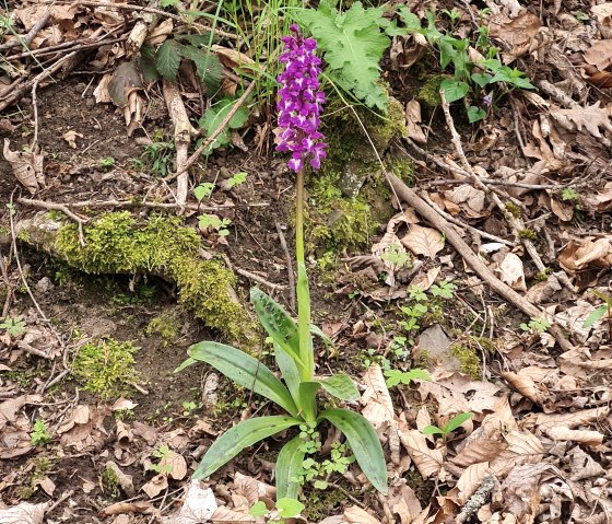 Maar Orchidee
