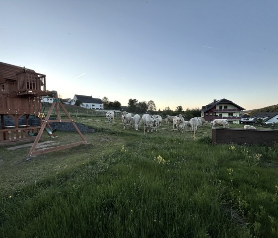 Tierisches Erlebnis direkt am Gartenzaun