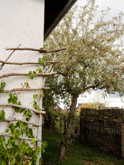 A city garden with an old apple tree and a wall with grapevines. The garden is green and inviting.