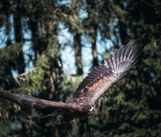 Golden eagle at the Hellenthal bird of prey station, © Johannes Höhn