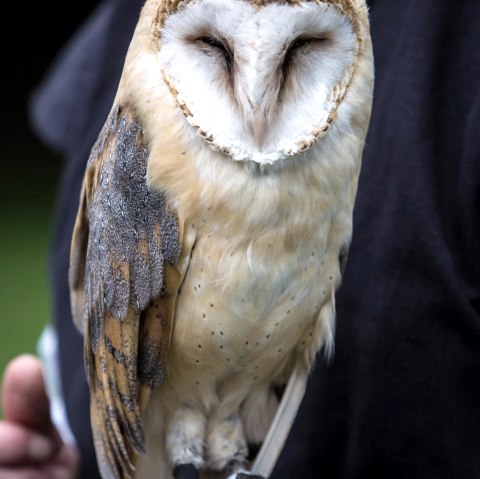 Hibou, © MP Photoart