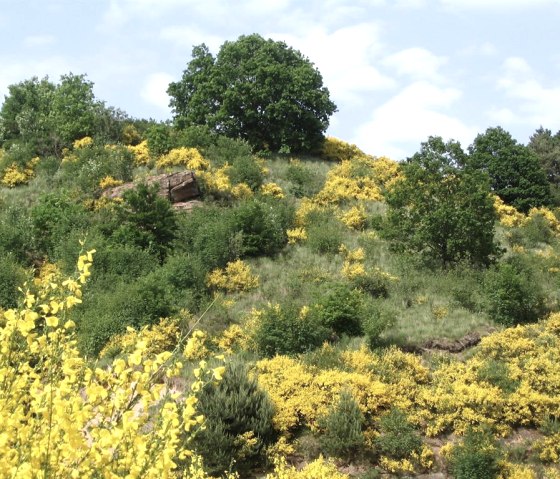 Eifelgold à Lissendorf, © Gertrud Wieser
