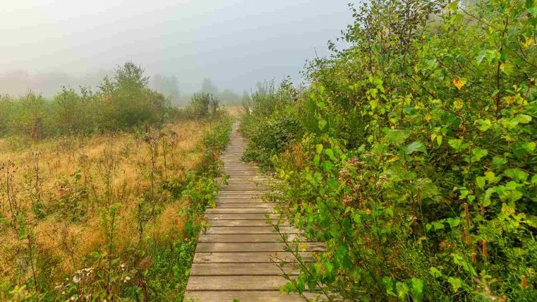 A wooden path leads through a foggy landscape with tall grass and bushes. The surroundings seem calm and untouched by humans.