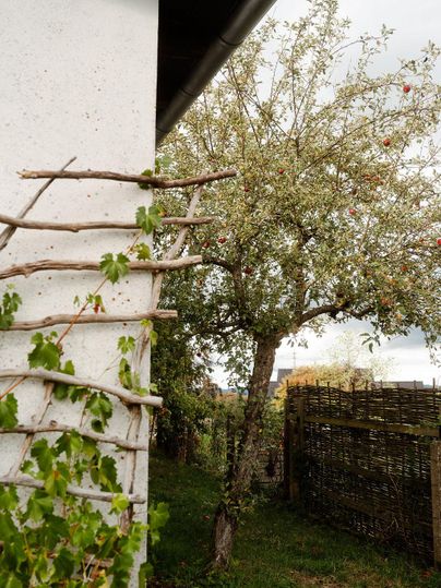 Un petit jardin avec un pommier et un treillis en bois. À l'arrière-plan, on peut voir des clôtures simples et d'autres verdure.