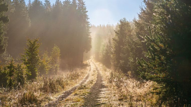 Een zonnig bospad met mist en bomen aan beide kanten.
