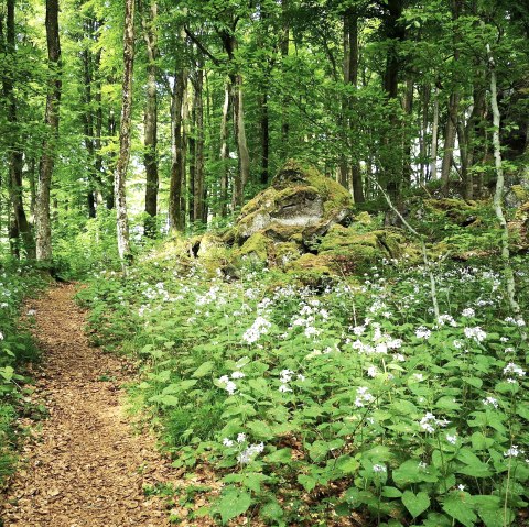 Maanviooltjes op de Ernstberg