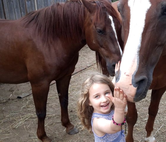 Horses