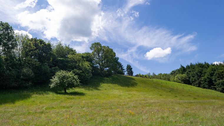 Grüne Wiese mit Bäumen und blauem Himmel in der Eifel.