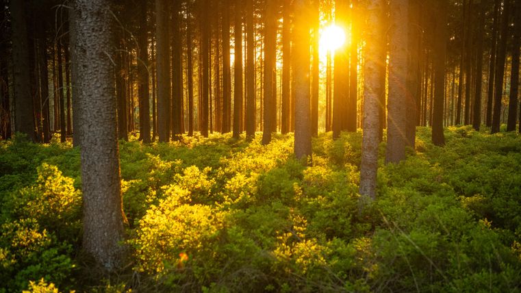 Ein sonniger Wald mit hohen Bäumen und üppigem grünem Unterholz. Die Sonnenstrahlen brechen zwischen den Bäumen hindurch.