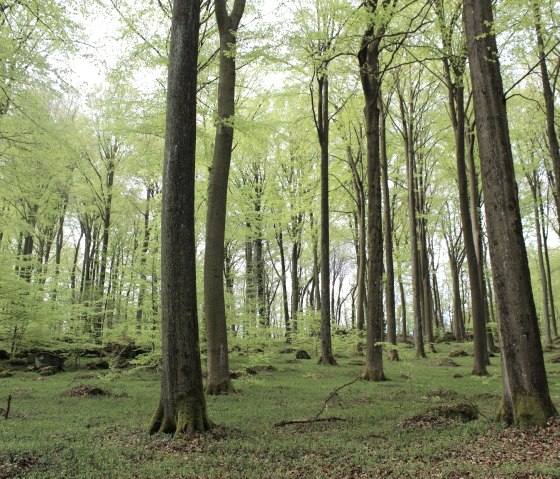 Bos, © Tourist-Info Vulkanregion Laacher See/Schote