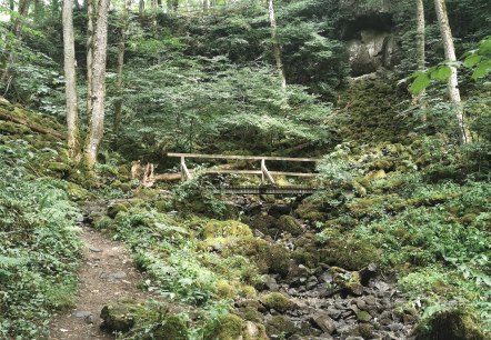 Wolfsschlucht mit Moos im Sommer, © GesundLand Vulkaneifel GmbH