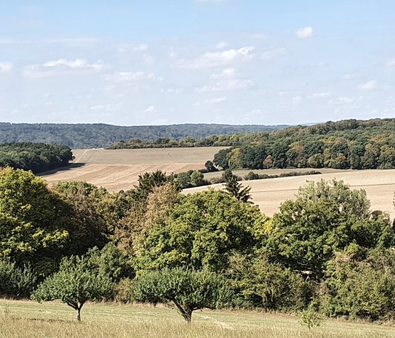 Gezicht op een weideboomgaard met groene bomen op de voorgrond en uitgestrekte velden en beboste heuvels op de achtergrond onder een blauwe lucht., © TI Bitburger Land - Steffi Wagner