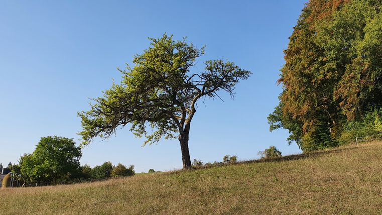 Arbre isolé dans une prairie avec un ciel bleu en arrière-plan.