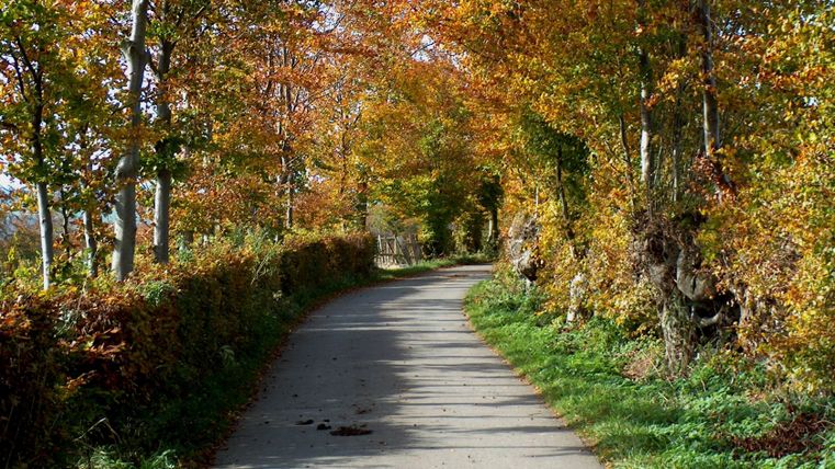 Een smal pad leidt door een herfstlandschap met kleurrijke bomen en heggen.