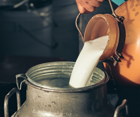 Le lait est versé dans un très grand récipient