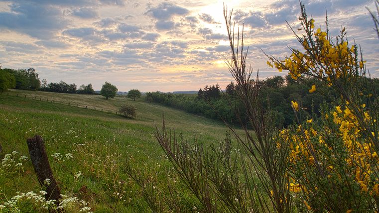 Landschap met weilanden, struiken en een bewolkte lucht bij zonsondergang.